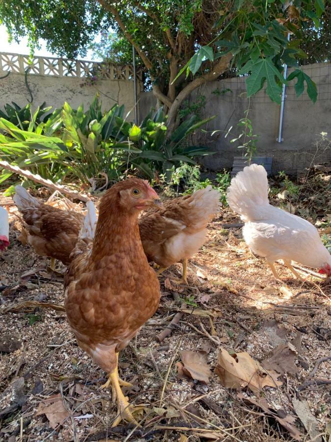Ferienwohnung Finca Monica La Matanza De Acentejo 외부 사진